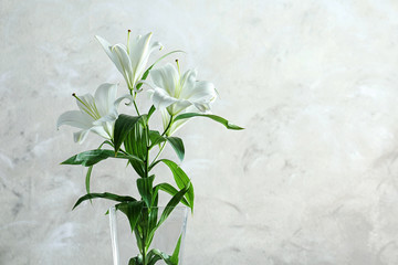 Beautiful white lilies in vase on light background