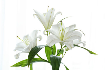 Beautiful white lilies on white background, closeup - obrazy, fototapety, plakaty
