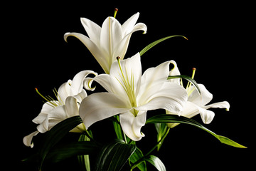 Beautiful white lilies on black background