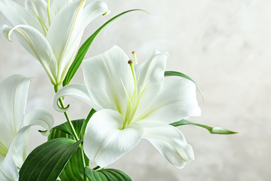 Fototapeta Beautiful white lilies on light background, closeup