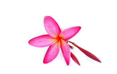 Plumeria on white background