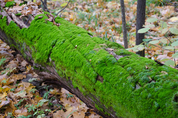 Fallen tree trunk covered with moss.