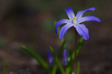 Sch&ouml;ne blaue lilane Blume - Chionodoxa