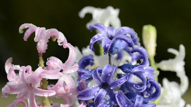 Rain drops falling on a spring flower Hyacinth.