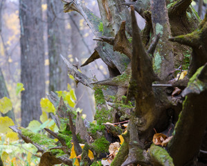 The roots of a fallen tree covered with moss. The pointed ends of the roots picturesquely sticking out in different directions.