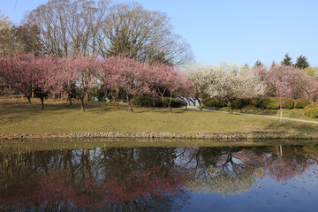 Peach tree on the waterside - March of Japan -