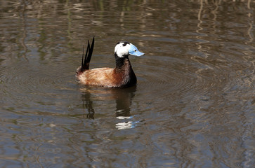 White-headed duck. Oxyura leucocephala