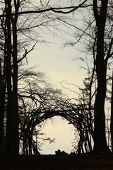 Sonnenuntergang im Wald