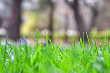 abstract photo of light burst among trees