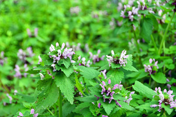  Lunaria annua flower at garden