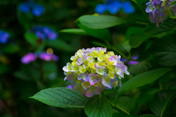 Obraz premium 高幡不動尊の紫陽花