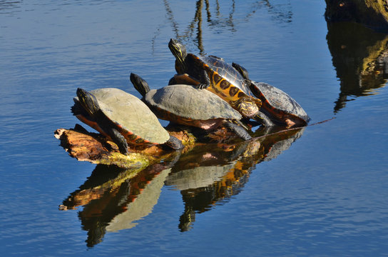 wasserschildkröten