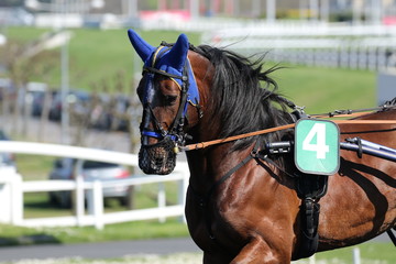Obraz premium cheval de courses