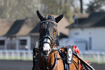 cheval de courses
