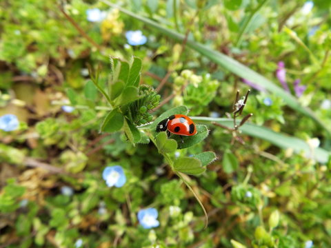 ナナホシテントウとあぶらむし ladybug and aphid