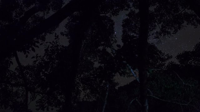 Starry Night Time Lapse inside wild jungle in Laos