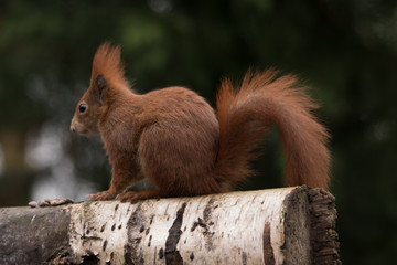 Red Squirrel England uk
