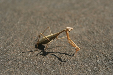 Dry grass colored Praying Mantis on a concrete driveway.