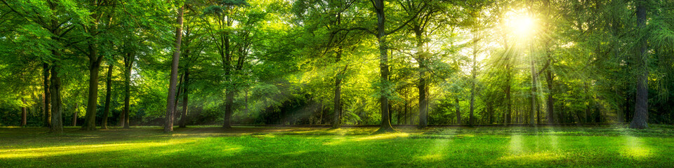 Panorama zielonego lasu w lecie - obrazy, fototapety, plakaty
