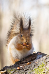 squirrel on a tree