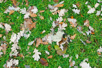 Dry leafs on green grass background