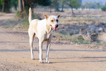 Happy white dog in countryside.