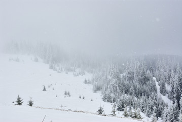 Dramatic forrest in mountains in snowfall