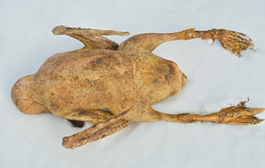 Fototapeta premium Raw goose 8