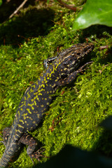 lucertola muraiola (Podarcis muralis) - ritratto