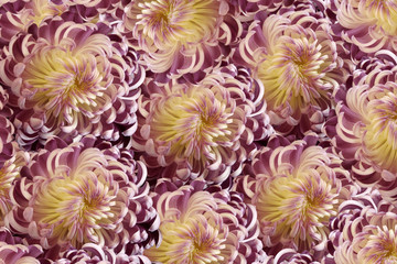 Pink-white  flowers  chrysanthemum. Close-up;  floral collage.  Motley  flowers composition. Nature.