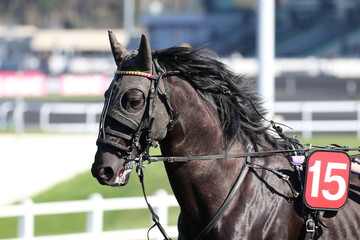 cheval de courses