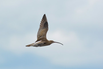 Chiurlo maggiore (Numenius arquata) in volo