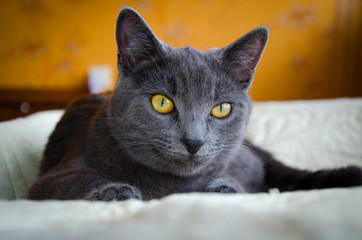 Russian blue cat with yellow eyes is lying
