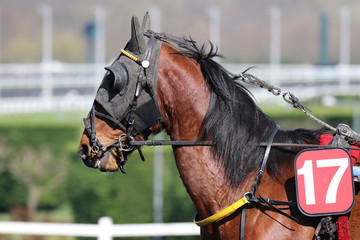 cheval de courses