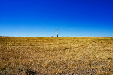 Rural landscape with dry grass and silhouette of dead tree