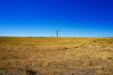 Acrylic prints Dark blue Rural landscape with dry grass and silhouette of dead tree