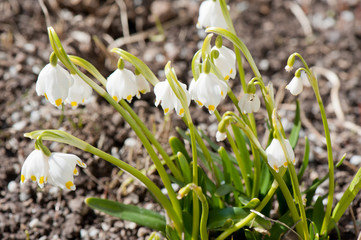 Spring snowflake (Leucojum vernum) blooming in sunny day