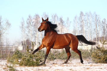 Fototapeta na wymiar Beautiful brown horse running free