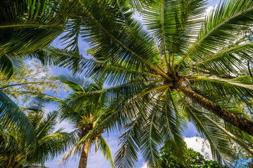 Coconut palm tree blue sky