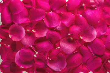 Background from petals of magnificent fresh roses with dew drops