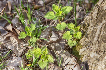 fresh green nettle