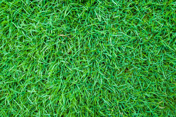 Green grass background top view