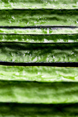 Texture of Angled loofah