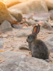Rabbit for easter holiday ( Filtered image processed vintage effect. ) .