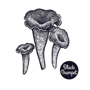 Vintage engravings mushroom Black Trumpet.