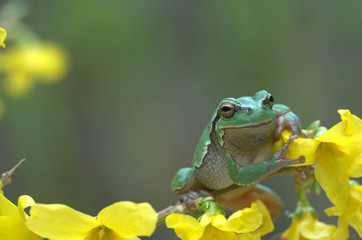 Laubfrosch auf Ast