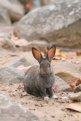 Rabbit for easter holiday ( Filtered image processed vintage effect. ) .