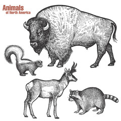 Animals of North America set. © marinavorona