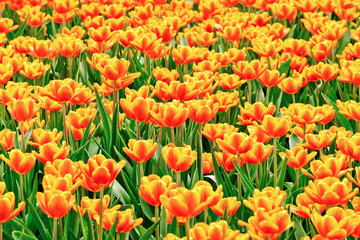 Tulips garden