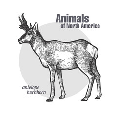 Animal of North America Pronghorn antelope.
